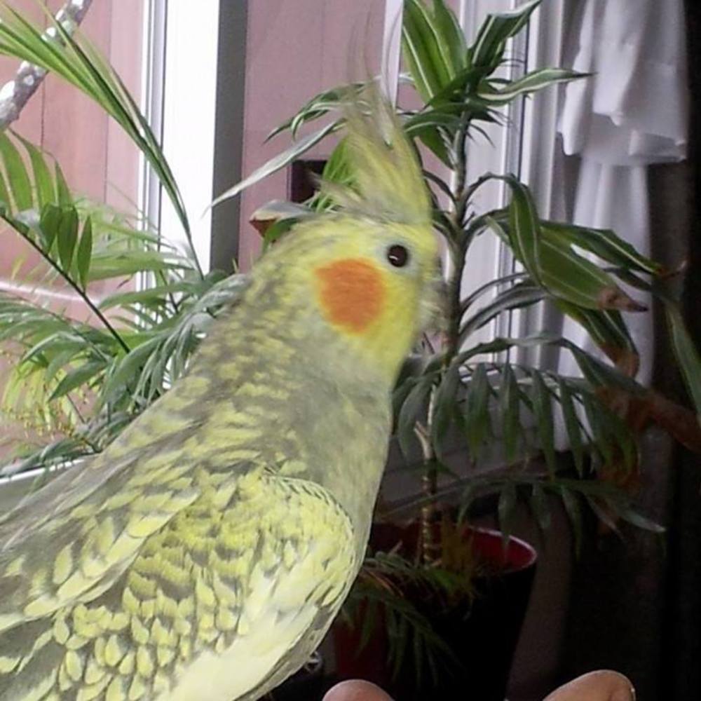 Meet your Posher, Marcy
